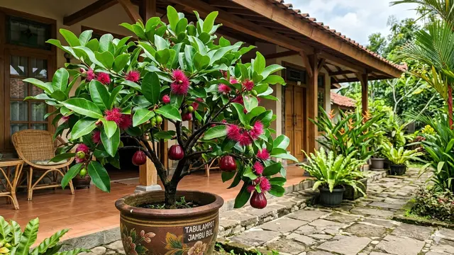 Pohon Buah Mini Daun Mengkilap