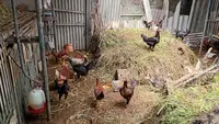 Mahal Tapi Laku Keras, Ini 6 Alasan Telur & Daging Ayam Organik Jadi Peluang Bisnis Menjanjikan