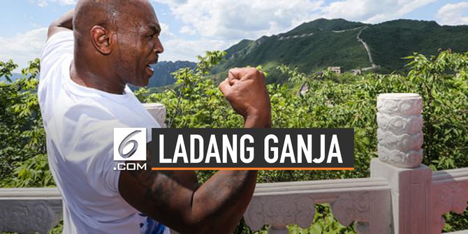 VIDEO: Fakta Menarik Ladang Ganja Mike Tyson