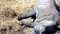 Seekor badak mati dibunuh di Reservasi Alam Krugersdrop luar Johannesburg, Rabu (14/7). Ledakan permintaan dari pasar orang kaya Asia meningkatkan perburuan cula badak di Afsel tahun ini. (Antara)