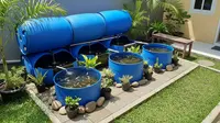 Cara Budidaya Nila di Tandon Air Bekas, Solusi Hemat Lahan dengan Hasil Menjanjikan