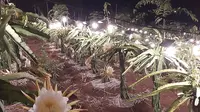 Ribuan pohon naga nampak indah di bawah balutan penerangan sinar lampu buatan yang di tata sedemikian rupa di kawasan Kebun Naga Poernama, Garut, Jawa Barat. (Liputan6.com/Jayadi Supriadin)