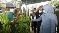 Khofifah saat meninjau kebun pisang di Desa Srimulyo, Kecamatan Dampit, Kabupaten Malang, pada Selasa 16 Maret 2021. (Dian Kurniawan/Liputan6.com)