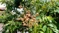 Cara Mencegah Buah Kelengkeng Rontok dari Pohonnya agar Panen Lebih Maksimal