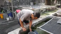 Saat Budidaya Ikan Cupang Menyusut di Musim Kemarau