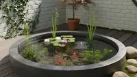 7 Cara Mengatasi Kolam Ikan di Rumah yang Sering Hijau Tanpa Bahan Kimia, Jernih Alami
