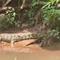 Penampakan buaya sedang berjemur di Kali Caringin dekat SMAN 5 Depok. (Istimewa)