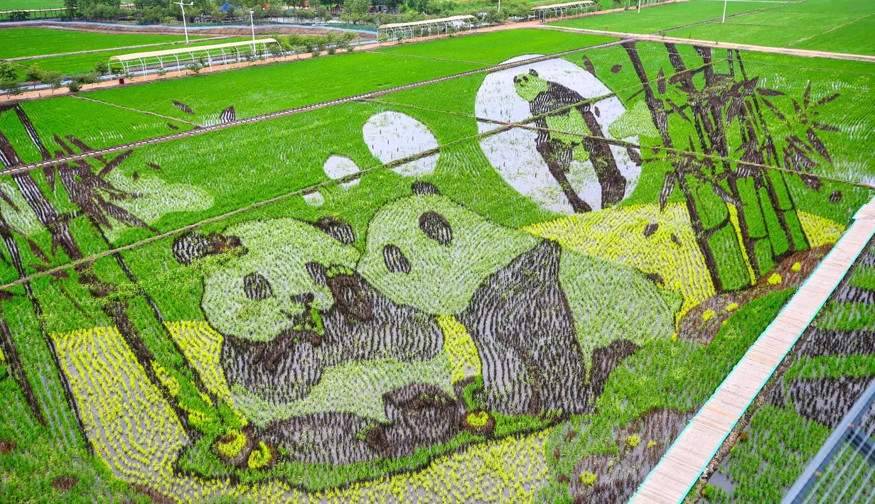 Foto udara yang diambil pada 20 Juni 2023 ini menunjukkan gambar panda yang dibuat dengan menanam berbagai varietas padi di sawah di Shenyang, provinsi Liaoning timur laut China. (STR / AFP)