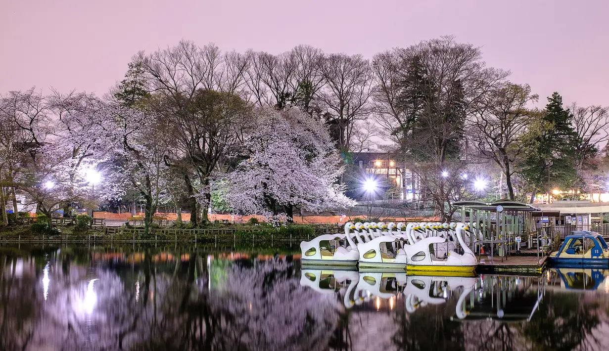 Gambar eksposur panjang ini menunjukkan bunga sakura yang mekar terlihat saat malam hari di Taman Inokashira di Tokyo, Jepang (29/3/2022). (AFP/Philip Fong)
