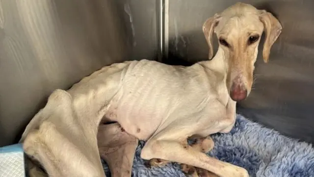 Kisah Anjing Kurus di Pedesaan Ini Bikin Pilu, Ditemukan Banyak Luka di Tubuhnya