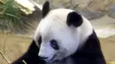 <p>Panda raksasa Xiang Xiang terlihat dalam kandang pada hari pengamatan terakhir sebelum ia kembali ke China untuk selamanya di Kebun Binatang Ueno, Tokyo, Jepang, 19 Februari 2023. Xiang Xiang telah menjadi daya tarik bagi Kebun Binatang Ueno sejak kelahirannya pada 2017. (Masanori Takei/Kyodo News via AP)</p>