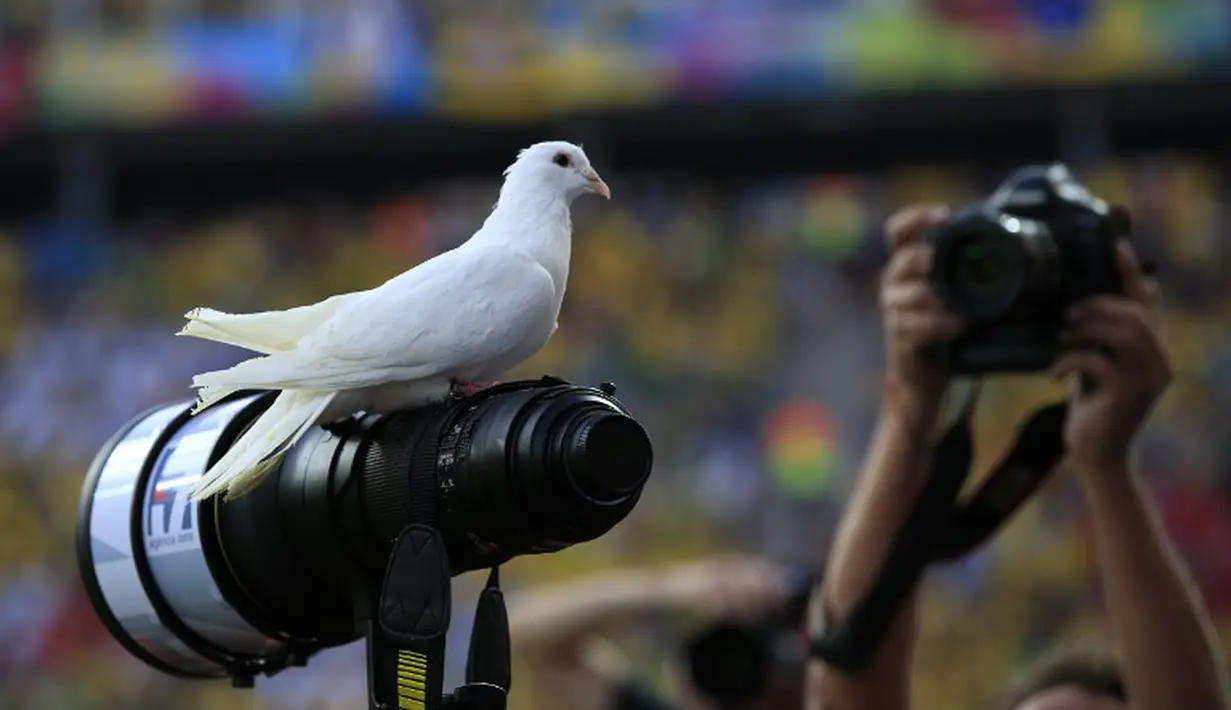 Seekor burung merpati hinggap di salah satu kamera fotografer saat laga pembuka Brasil vs Kroasia, Sao Paulo, Brasil, Kamis (12/6/2014) (AFP PHOTO/ADRIAN DENNIS)