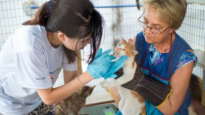 Perawatan kucing dilakukan secara rutin (sumber: catbeachpenang.com)