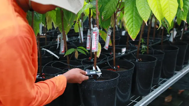 Fasilitas Nursery pada PCTC difungsikan untuk meneliti cara pembibitan kakao yang paling optimal