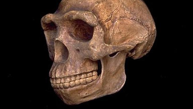 Fosil Pithecanthropus erectus / Sumber: Wikipedia
