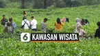 kebun teh thumbnail