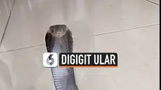 digigit ular