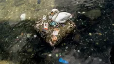 Seekor angsa bersarang di danau dekat Jembatan Ratu Louise, Kopenhagen, Denmark, Selasa (17/4). Sarang yang terdapat sejumlah telur tersebut sebagian terbuat dari sampah yang ditemukan di danau. (Mads Claus Rasmussen/Ritzau Scanpix via AP)