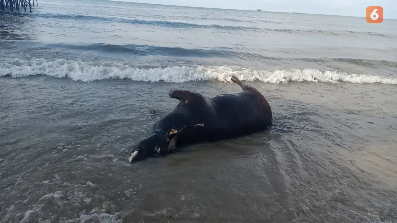Bangkai Sapi