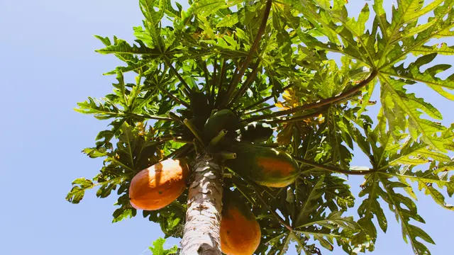 daun pepaya