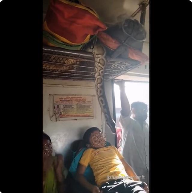 Benarkah Video Sanca di Dalam Kereta Ini Palsu?