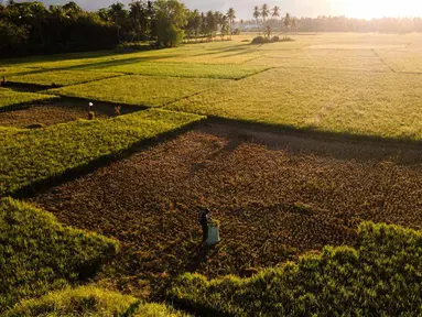 Foto udara ini memperlihatkan seorang petani sedang memotong tanaman padi yang rusak akibat kekeringan di Aneuk Galong, Provinsi Aceh, Minggu, 30 Agustus 2026. (AFP/ Chaideer Mahyuddin)