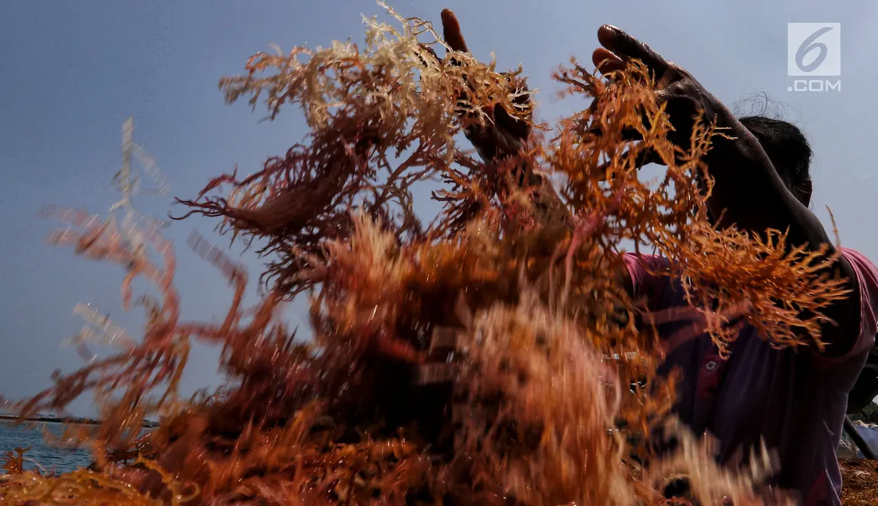 Warga tengah memilah rumput laut di Kawasan Pulau Panggang, Kepulauan Seribu, Jakarta, Rabu (18/9/2019). Hasil laut tersebut dijual dengan harga Rp7000 per kilogram untuk memenuhi kebutuhan rumah tangga sehari-hari yang rata-rata mata pencahariannya adalah Nelayan. (Liputan6.com/Johan Tallo)