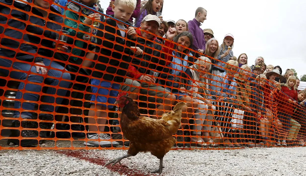 Seekor ayam betina terlihat melewati garis finis dalam World Hen Racing Championships di Bonsall, Inggris, Sabtu (1/8/2015). Sejumlah ayam betina adu kecepatan untuk menjadi pemenang dalam kejuaran tersebut. (Reuters/Darren Staples)