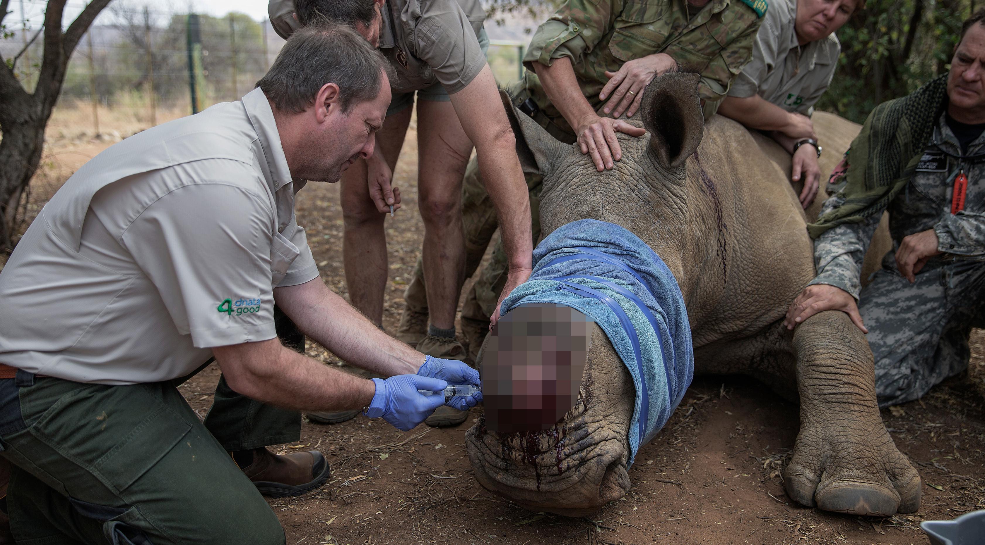 Petugas mengobati badak yang terluka di Pilanesberg National Park, Afrika Selatan (19/9/2016). Maraknya perburuan cula badak telah membuat populasi badak terancam punah. (AFP PHOTO / Gianluigi Guercia)