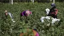 Para wanita memanen kapas di sebuah ladang di pedesaan Raqa di Suriah utara (20/9/2022). Kapas tersebut kemudian diangkut ke gudang di bawah kendali pemerintahan Kurdi Suriah. (AFP/Delil Souleiman)