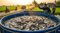 6 Jenis Ikan yang Tahan Padat Tebar di Wadah Kecil, Sampai 200 Ekor per Meter Kubik