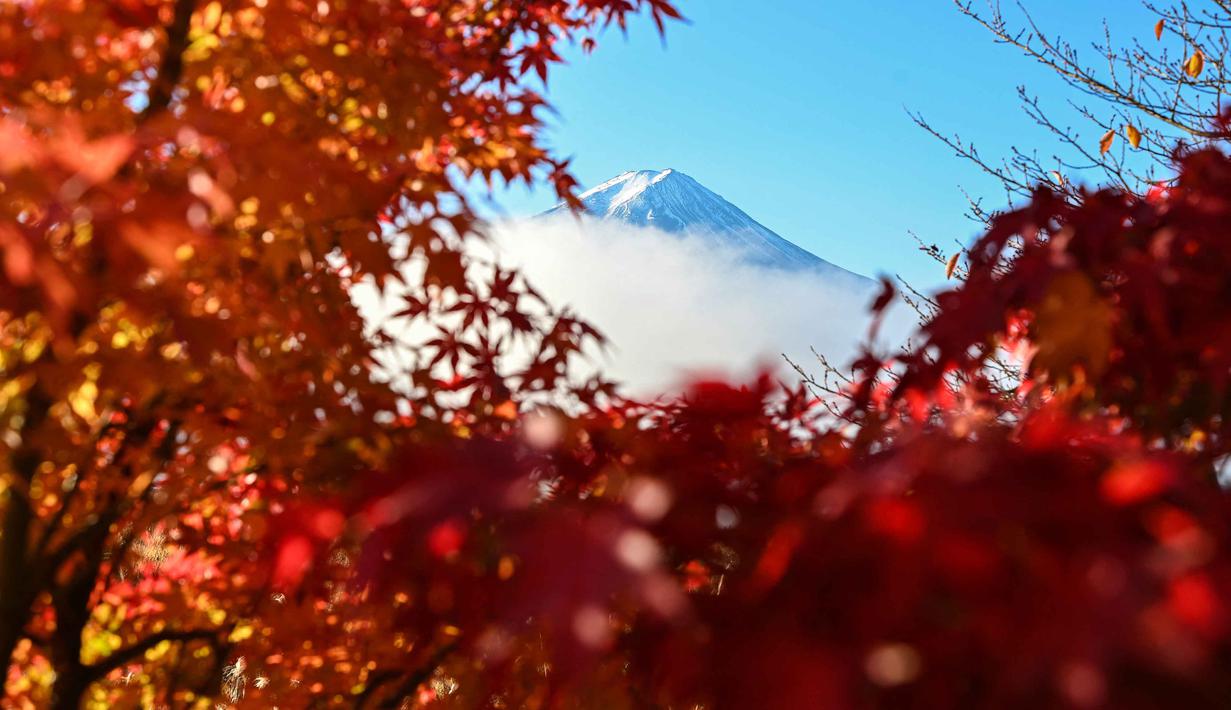 Dengan puncak gunung yang tertutup salju, terutama di musim dingin dan semi, menciptakan kontras visual yang menakjubkan dengan lanskap di bawahnya. Tampak dalam foto, Gunung Fuji, gunung tertinggi di Jepang dengan ketinggian 3.776 meter (12.460 kaki), terlihat di balik daun-daun musim gugur dari kota Fujikawaguchiko, Prefektur Yamanashi, pada Senin 17 November 2025 pagi hari. (Caroline GARDIN/AFP)