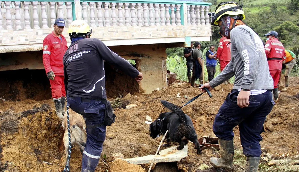 Petugas darurat memakai anjing pelacak untuk mencari korban selamat usai tanah longsor mengubur dua rumah di Mallama, Provinsi Narino, Kolombia, 2 November 2021. Sebanyak empat orang tewas dan beberapa dikhawatirkan terjebak menyusul longsor akibat hujan deras di daerah tersebut. (LEONARDO CASTRO)