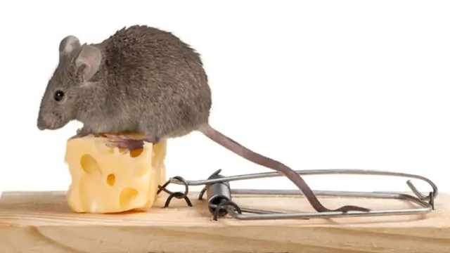 Ini Langkah Terbaik untuk Menjaga Kebersihan Rumah dari Tikus yang Bandel