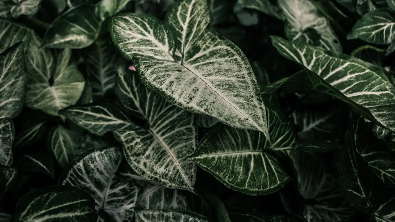 Tanaman Hias dengan Warna Daun Dua Tone