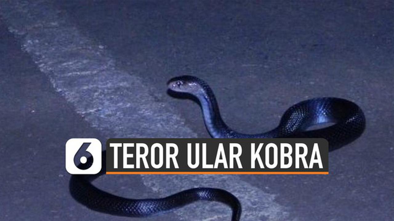 VIDEO: Penyebab Teror Ular Kobra di Berbagai Daerah