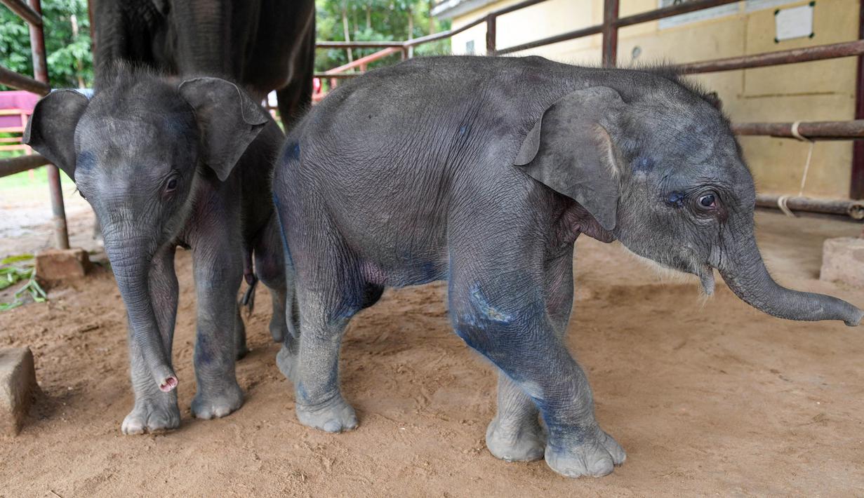 <p>Pearl Sint lahir beberapa menit sebelum saudaranya, Kyaw Pearl, pekan lalu di kamp gajah Wingabaw seluas 60 hektar di wilayah Bago yang dioperasikan oleh perusahaan kayu milik pemerintah Myanmar, Myanmar Timber Enterprise. (Sai Aung MAIN / AFP)</p>