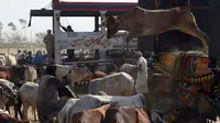 Pedagang ternak menurunkan sapi dari truk saat tiba di pasar ternak yang disiapkan untuk menyambut Idul Adha di Karachi, Pakistan, Senin (14/9/2015). Muslim di seluruh dunia sedang mempersiapkan datangnya Hari Raya Idul Adha. (AFP PHOTO/RIZWAN Tabassum)