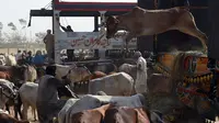 Marak Pencurian Ternak dengan Modus Aneh