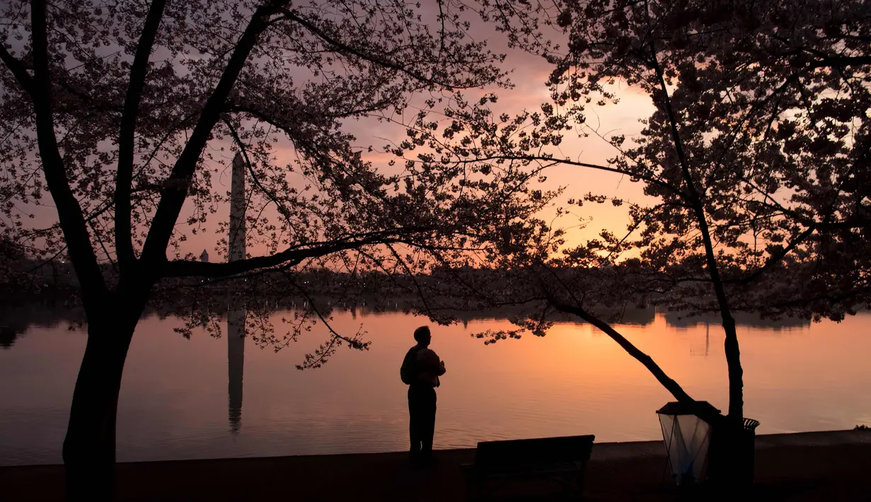 Seorang warga menikmati keindahan pohon sakura yang bermekaran di sekitar Basin Tidal saat matahari terbit di Washington, DC, (4/6). (AFP Photo/Saul Loeb)