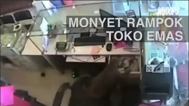 Penjaga toko yang menghalangi kejadian itu kalah cepat oleh sang monyet yang langsung kabur.