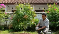 Kelengkeng Sudah Berbuah tapi Ukurannya Kecil? Coba Tips Perawatan Ini