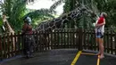 Seorang anak yang digendong sang ibu memberi makan jerapah di kandang pada hari pertama pembukaan Singapore Zoo untuk umum di Singapura, Senin (6/7/2020). Kebun binatang yang hampir tiga bulan ditutup akibat Covid-19 ini dibuka kembali dengan penerapan protokol kesehatan. (Roslan RAHMAN/AFP)