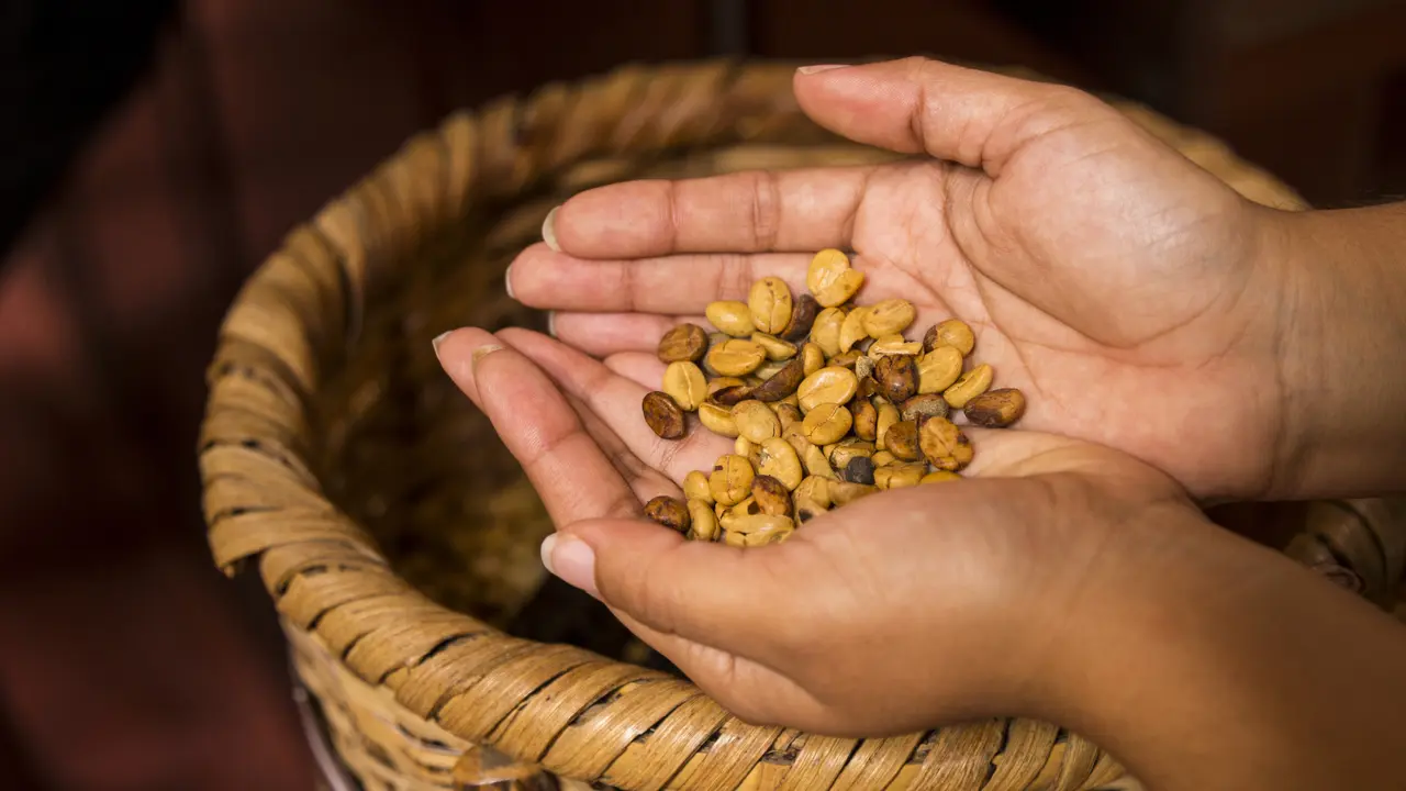 kopi luwak