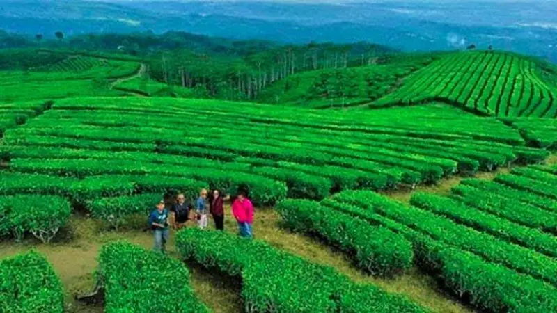 Wista kebun teh, salah satu destinasi wisata di Lumajang yang patut diunjungi saat libur lebaran (Istimewa)