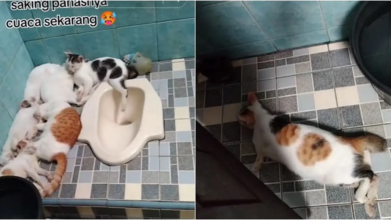 6 Potret Kucing Ngadem di Toilet Akibat Cuaca Panas, Santai Rebahan