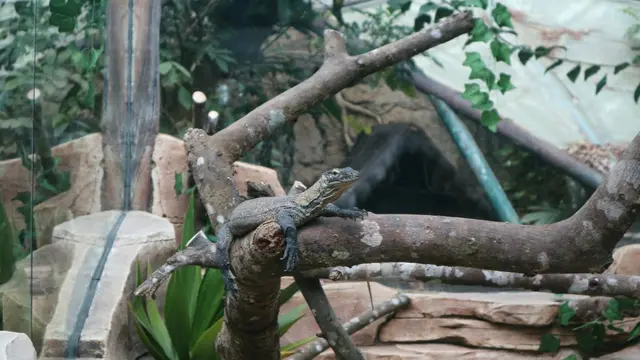 komodo