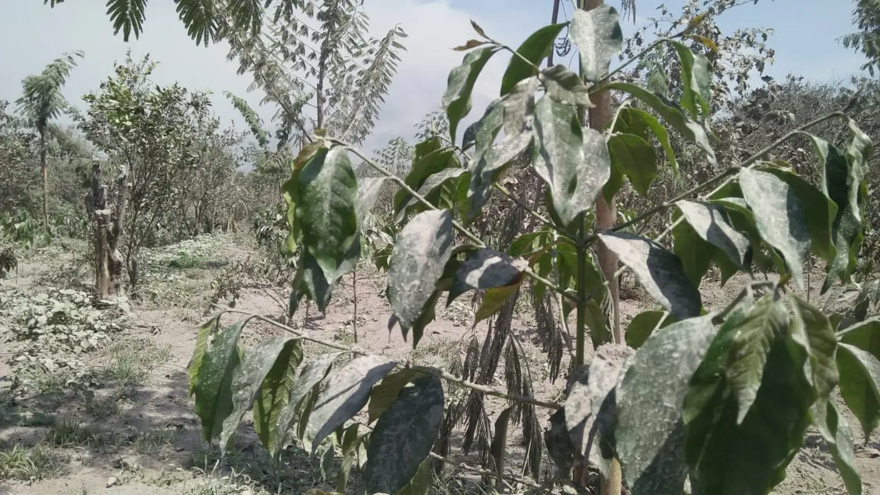 Kebun milik warga