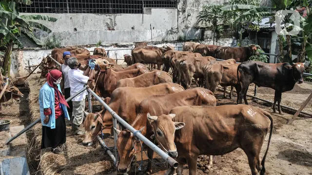 Pemeriksaan Kesehatan Hewan Kurban di Masa Pandem
