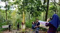 Cerita Sekuntum Bunga Bangkai Langka di Belakang Rumah Warga Siak